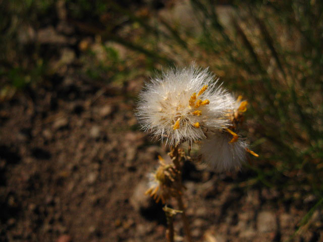 Sonora Peak Flowers, Stanislaus National Forest.
